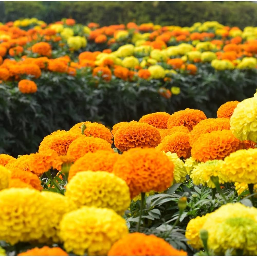 Marigold (flower yellow and orange giant variety) for planting in garden